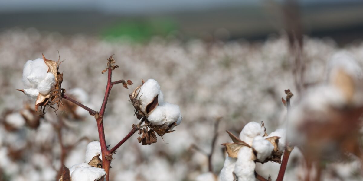 Algodão: período de semeadura fecha nesta terça-feira (10/2) nas regiões 1 e 2 de Goiás