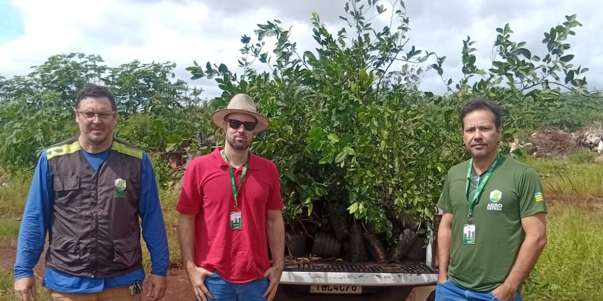 Agrodefesa destrói mudas sem documentação e contaminadas com cancro cítrico em Itumbiara
