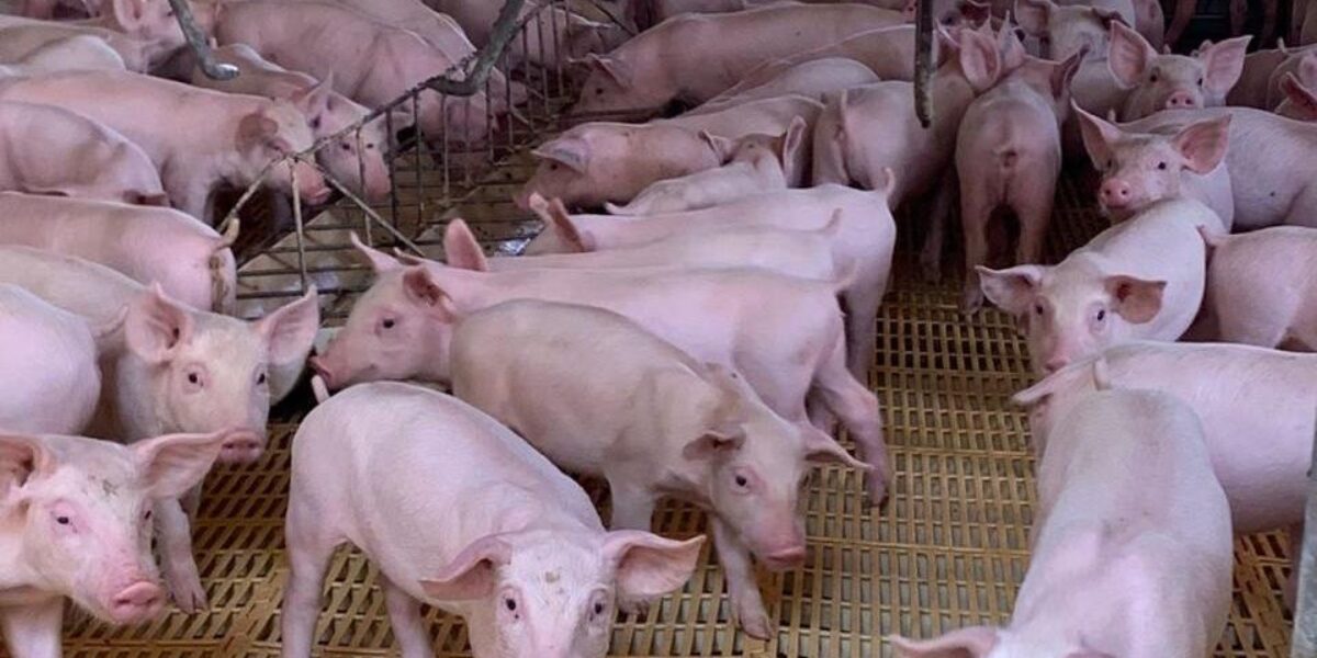 Agrodefesa assume ações de certificação de granjas de reprodutores suínos no estado; confira novas regras