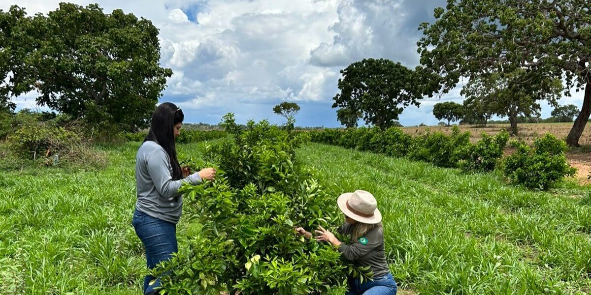 Agrodefesa e UFG firmam acordo de cooperação técnico-científica para fortalecer vigilância fitossanitária