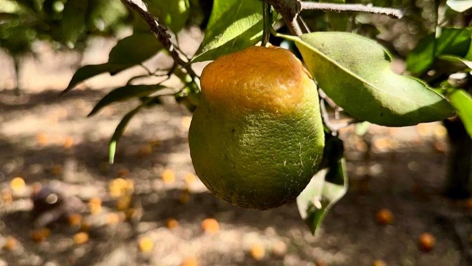 Agrodefesa inicia levantamento fitossanitário do HLB e mapeia áreas afetadas em Goiás