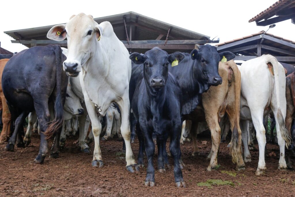 Goiânia lança Semana Estadual de Combate à Brucelose Bovina com ações em Bela Vista e Cavalcante