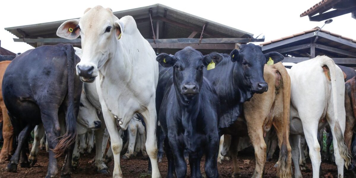 Agrodefesa lança Semana Estadual de Combate e Prevenção à Brucelose Bovina