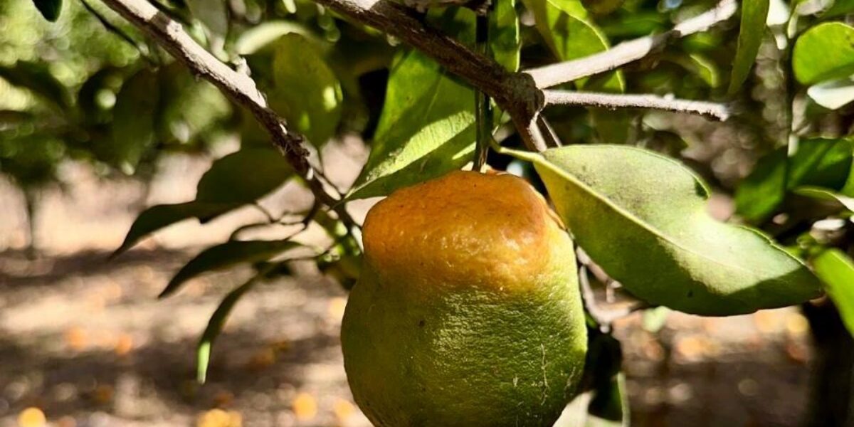 Agrodefesa inicia Levantamento Fitossanitário Anual de HLB em Goiás