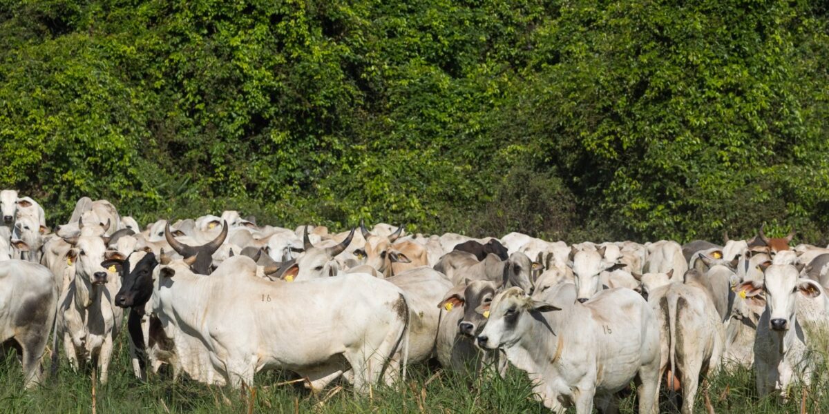 ​Prazo para a 1ª Etapa da Declaração de Rebanho em Goiás entra na reta final