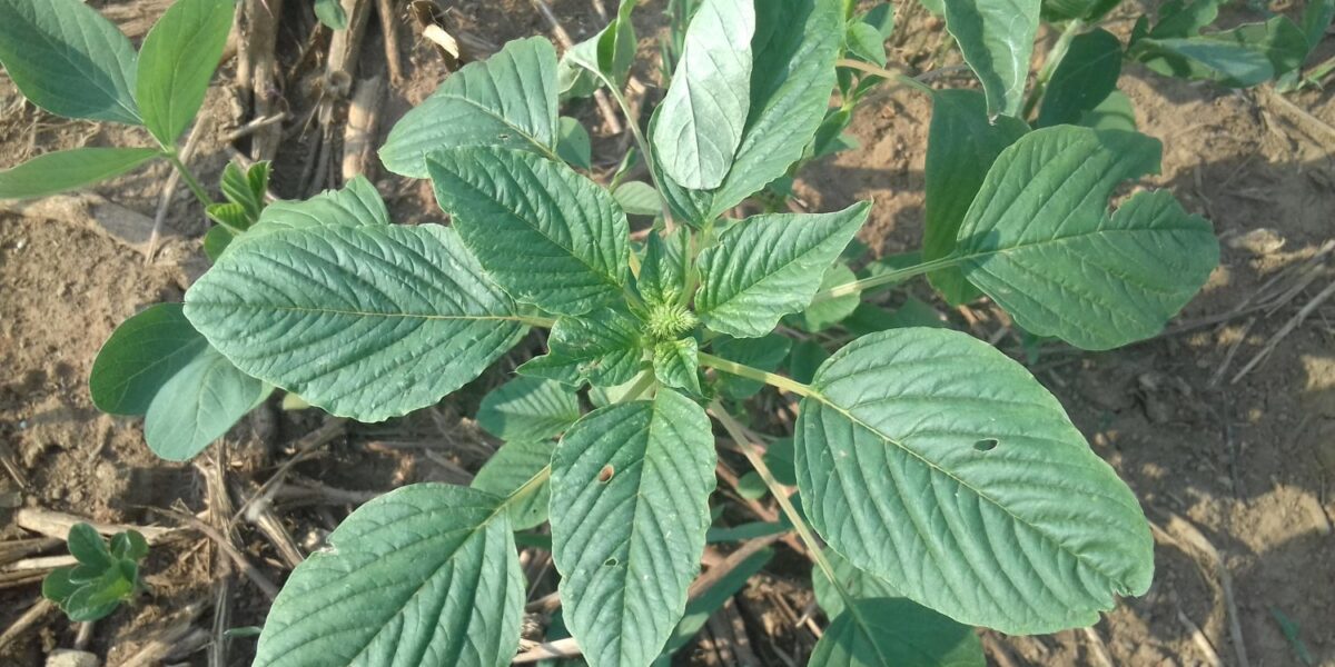 Consulta Pública para criação do Programa Estadual de Prevenção, Controle e Erradicação de Amaranthus palmeri