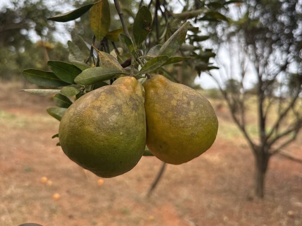 Agrodefesa inicia ações contra HLB em pomares de Heitoraí e Cidade Ocidental para proteger produtores locais.