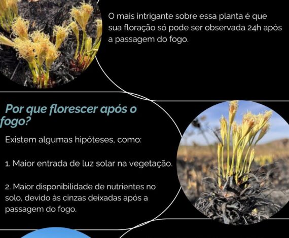 Rhynchospora confusa: a flor que desperta nas cinzas do Cerrado
