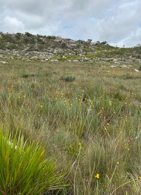 COP16: Campos do Cerrado ganhando destaque internacional