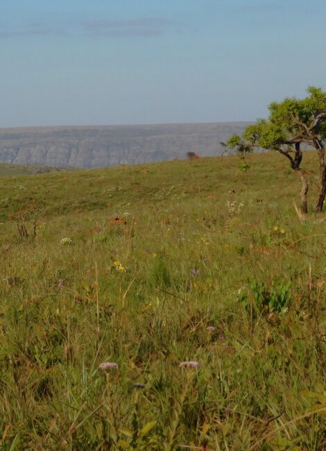 O que esperar de campos restaurados? Indicadores e valores de referência para campos do Cerrado