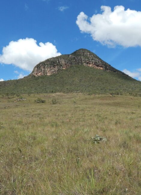 Percepções sobre o potencial da regeneração  natural para restaurar ecossistemas abertos do Cerrado
