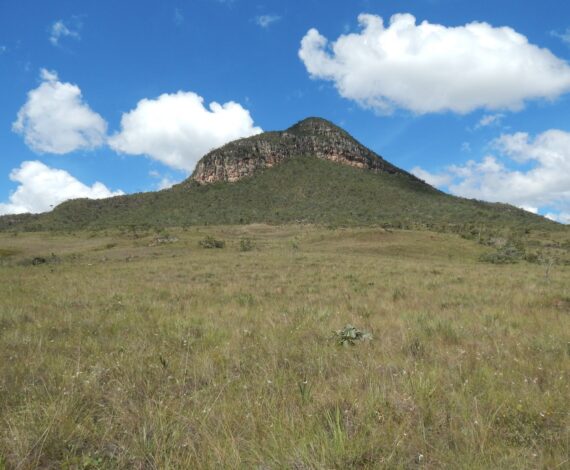 Percepções sobre o potencial da regeneração natural para restaurar ecossistemas abertos do Cerrado