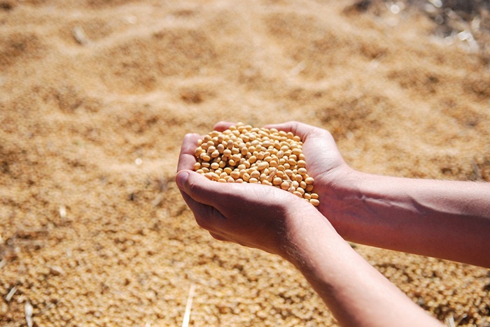 Mãos segurando grãos de soja