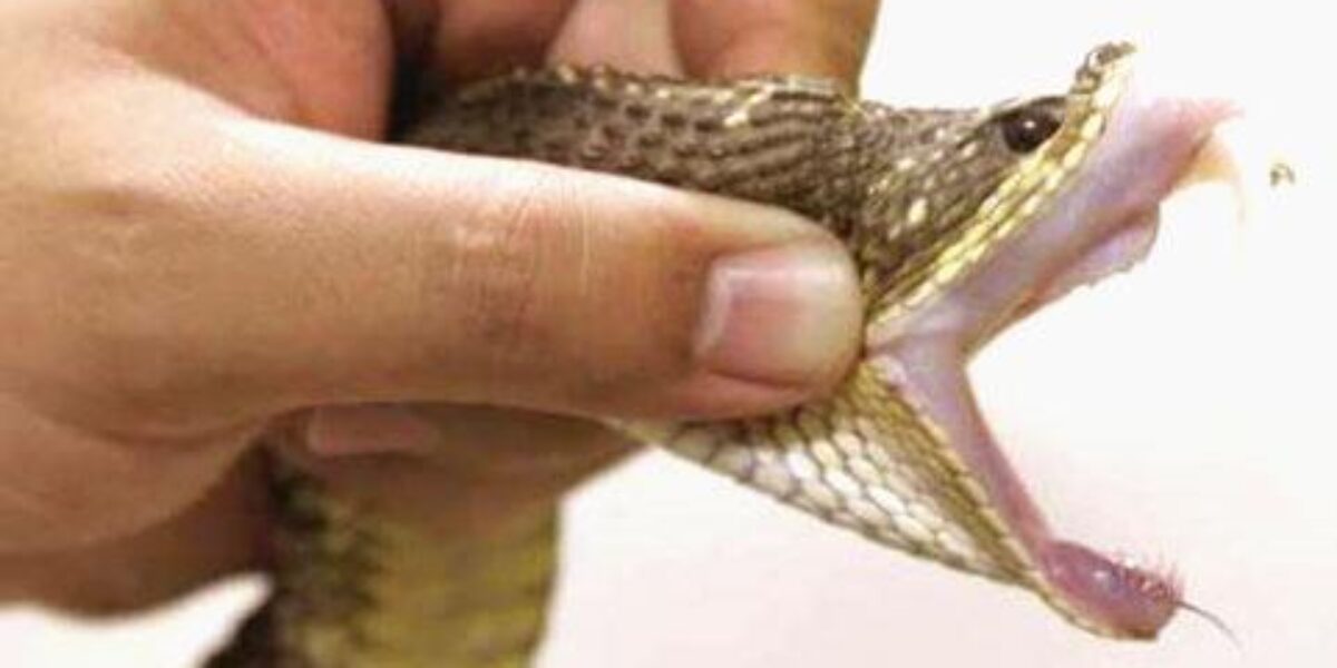 Estado oferece atenção especial às vítimas de picadas de cobras