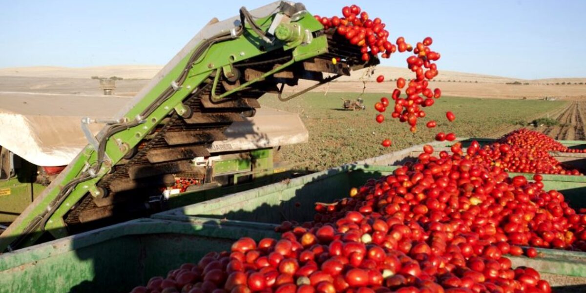 Goiás lidera produção nacional de girassol, sorgo e tomate