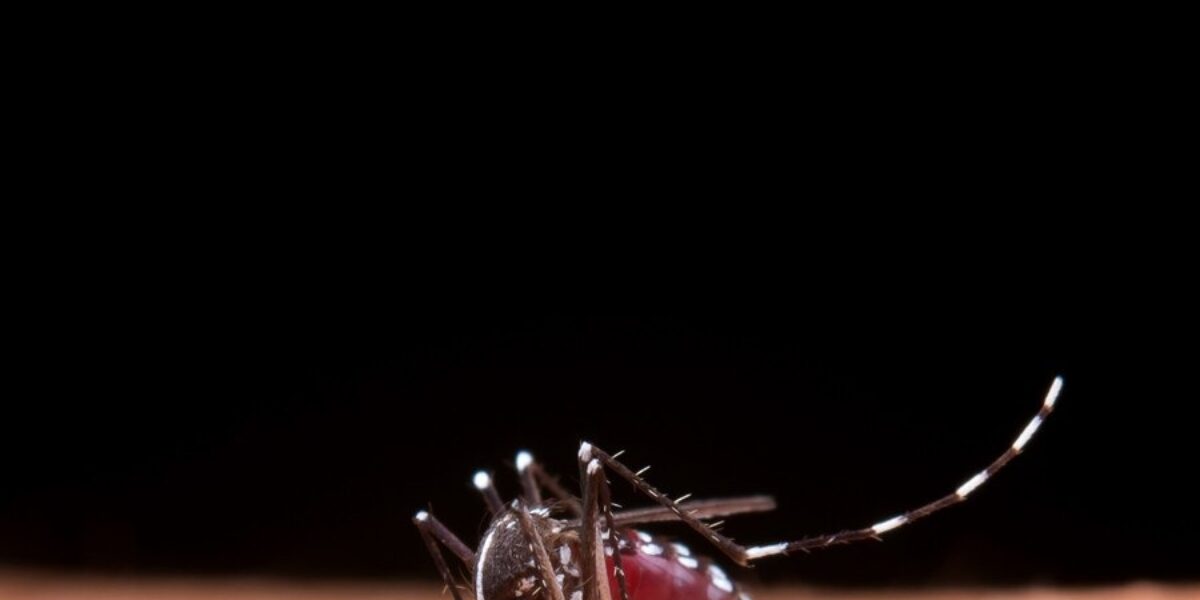 Estudo constata que maioria dos criadouros do Aedes está no lixo domiciliar
