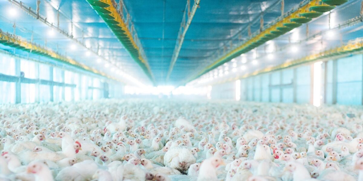 Agrodefesa reforça medidas para evitar foco de gripe aviária no estado