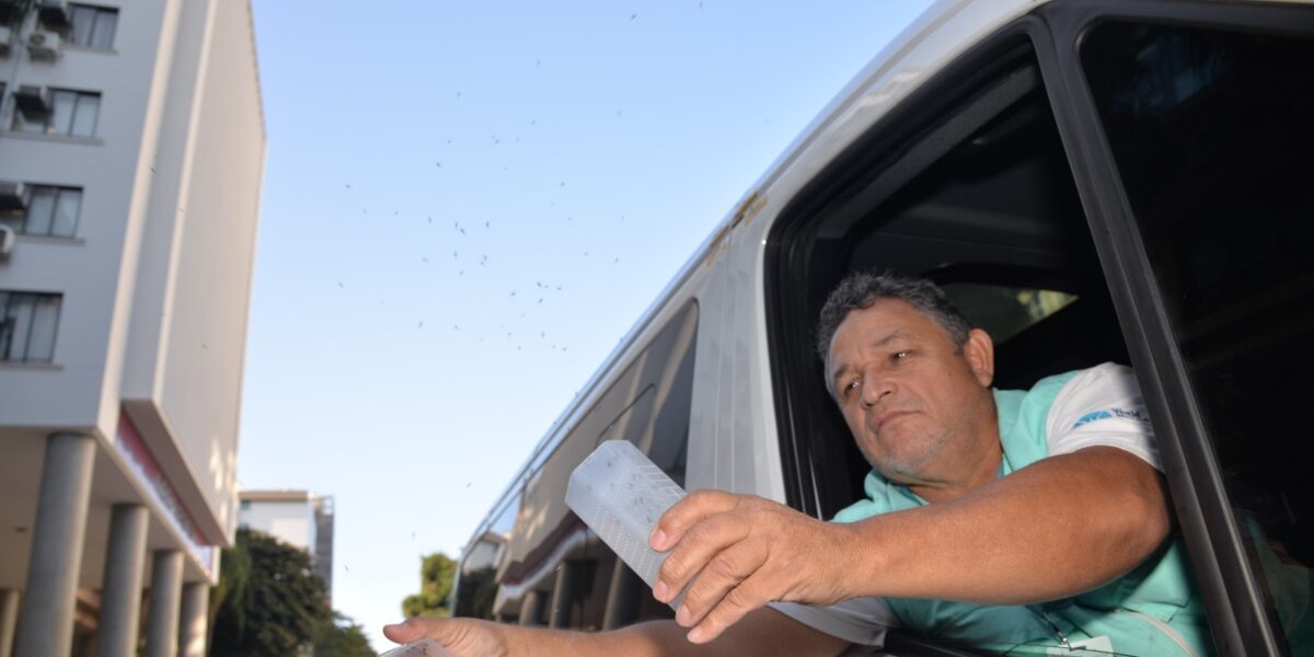 Governo de Goiás acompanha estratégia que solta mosquitos com bactéria para conter a dengue