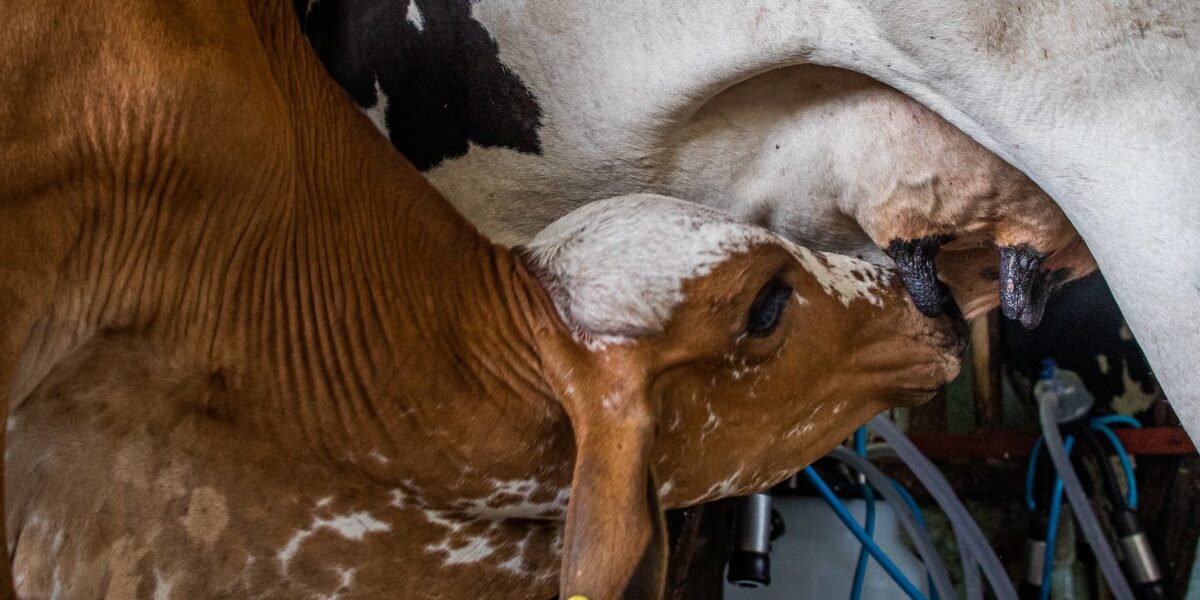 Programa de Melhoramento Genético Bovino atende todas as regiões de Goiás