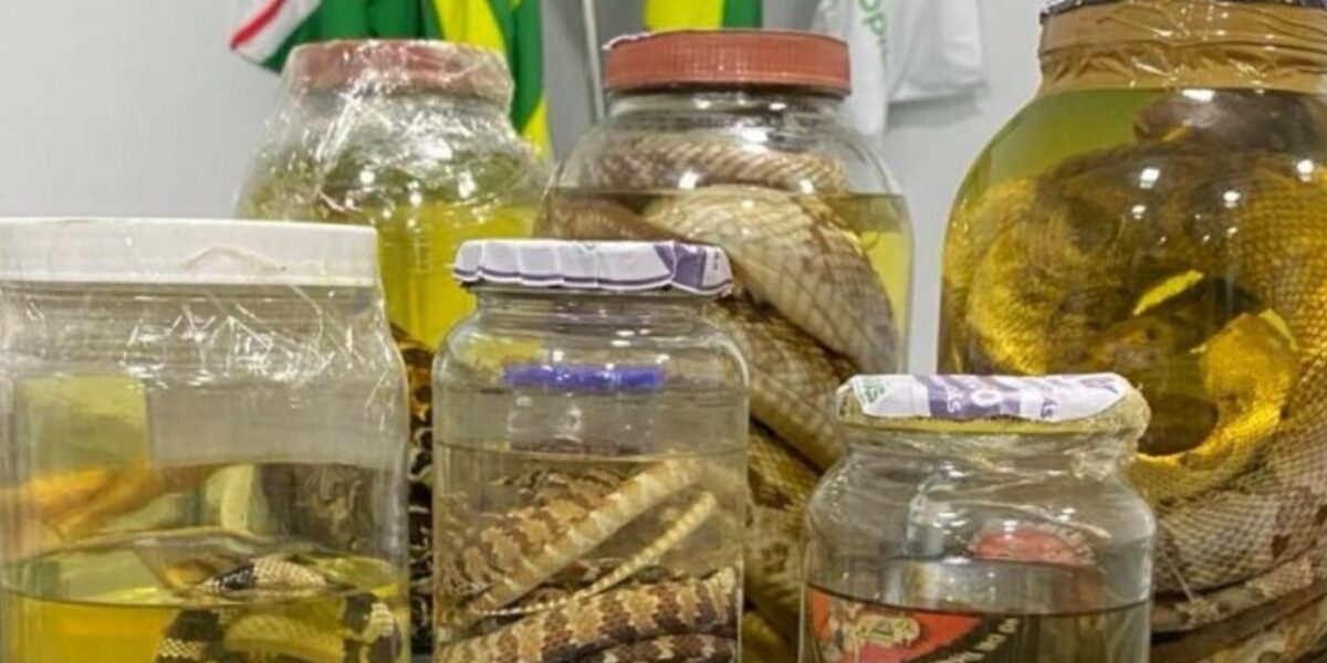 Governo de Goiás reforça cuidados contra acidentes com animais peçonhentos