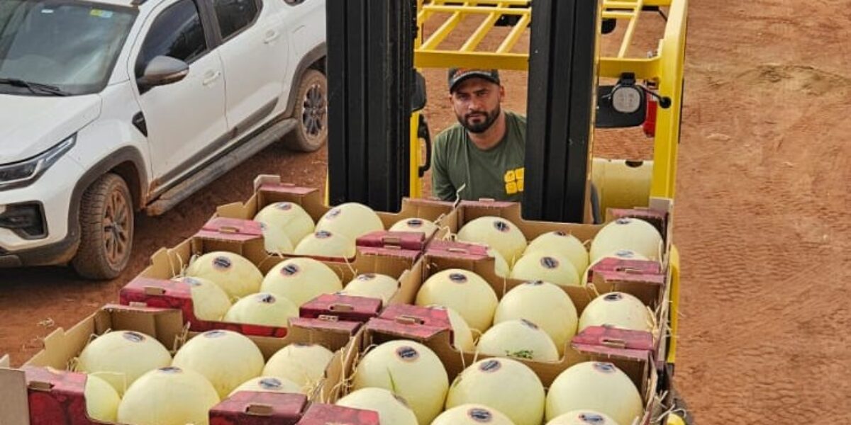 Com apoio do Governo de Goiás, melão produzido no estado ganha o mercado internacional