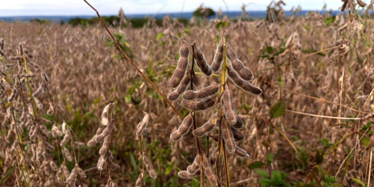 Goiás tem estimativa de safra recorde na produção de grãos em 2025
