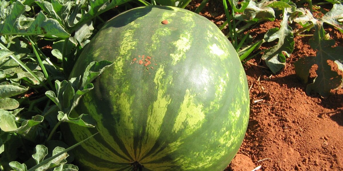 Com apoio do Governo de Goiás, Itapirapuã é autorizado a exportar melancia, melão e abóbora