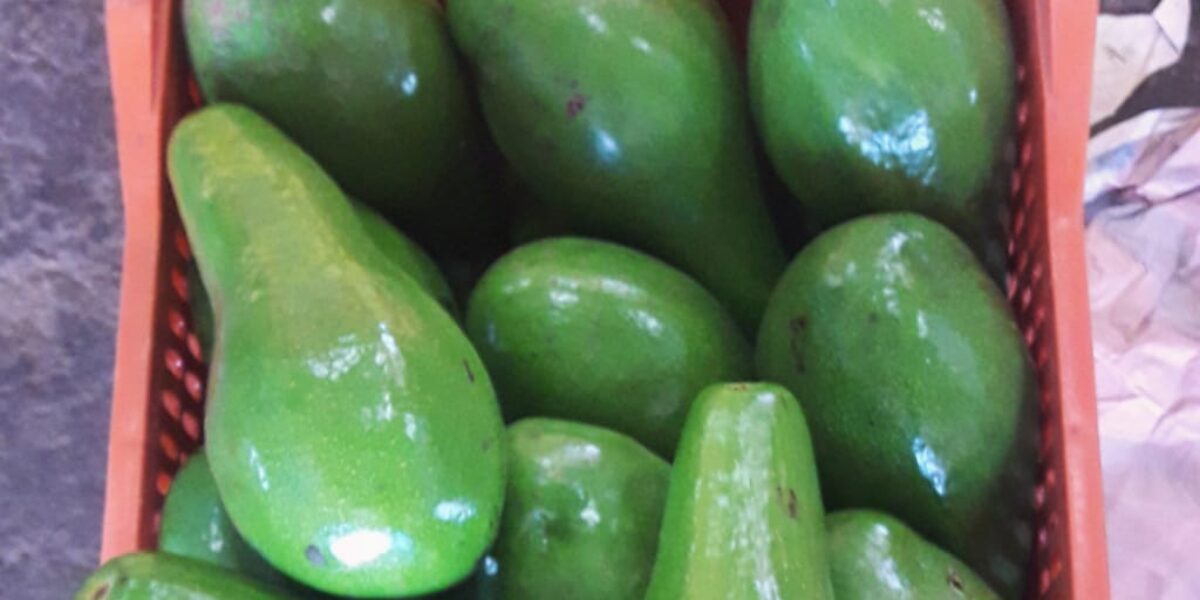 Conheça o benefícios do abacate, produto em destaque da semana