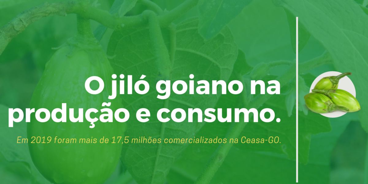 Para plantio ou consumo: conheça os benefícios do jiló.