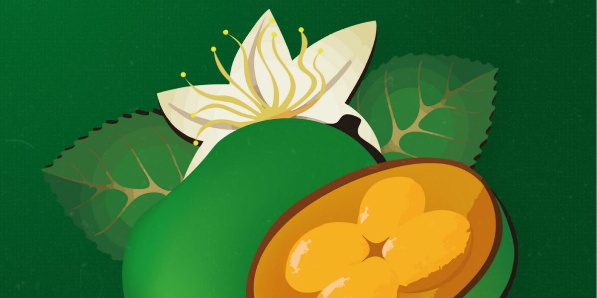 Lançamento oficial da 5ª edição da Festa do Pequi