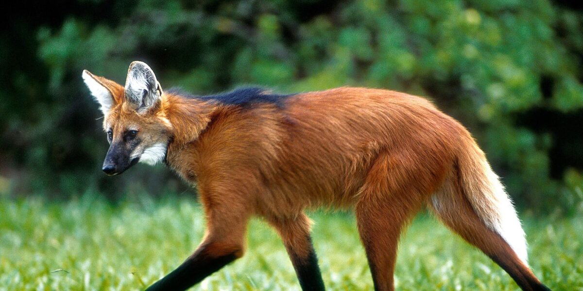 CGE é selecionada para programa internacional de Governo e Dados Abertos com foco em Mudanças Climáticas