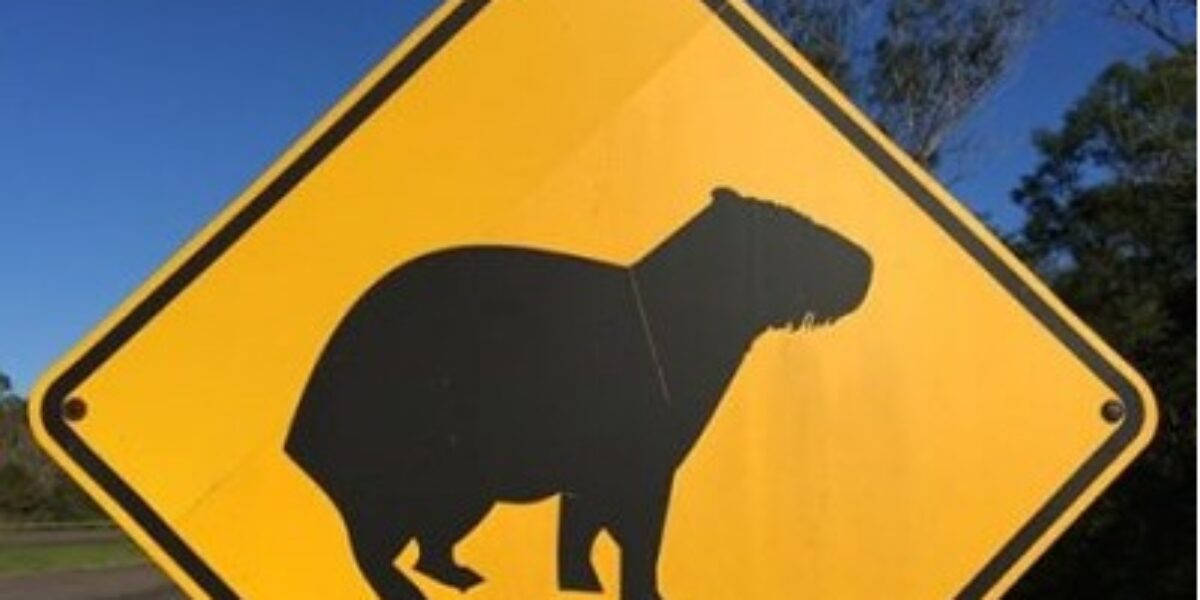 Rodovias ganharão sinalização ambiental