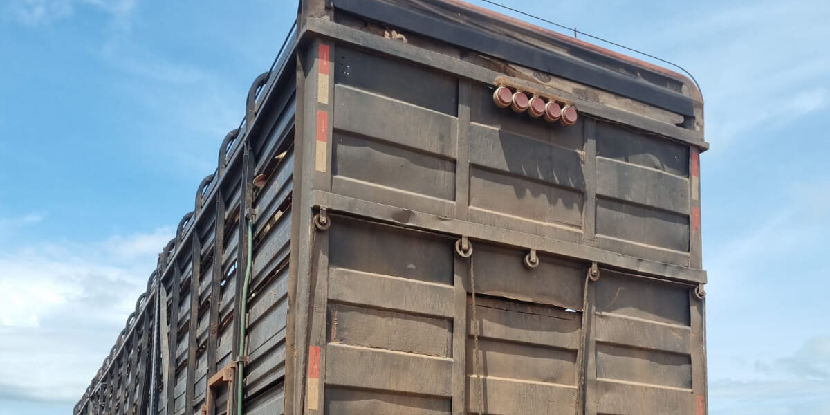 DRF de Porangatu identifica carga irregular de gado através do Infotrânsito