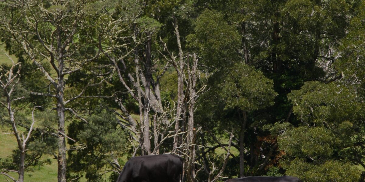 Produtor rural tem prazo para regularizar Domicílio Tributário Eletrônico