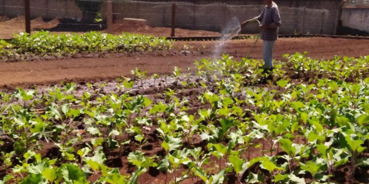 Projeto Horta Escolar reforça a merenda e incentiva a alimentação saudável