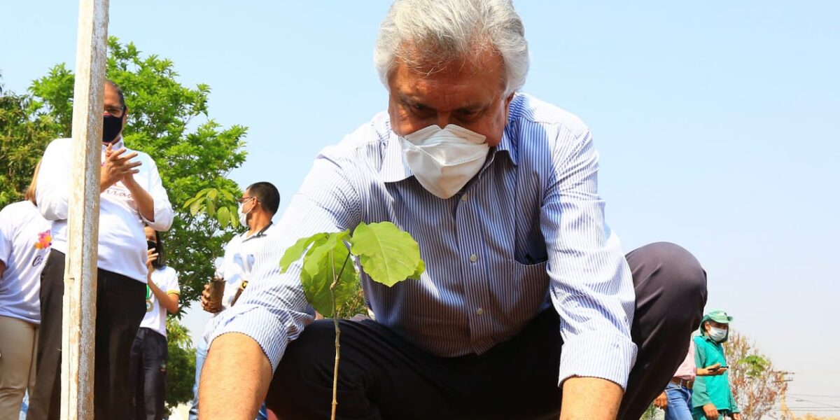 No Dia da Árvore, Caiado planta ipê e lança Movimento Goiás pelo Cerrado, com distribuição imediata de 15 mil mudas pelo Estado