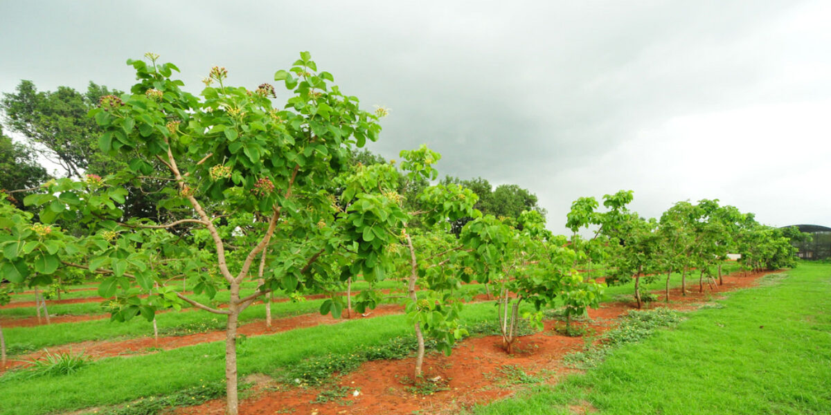 Apoio a Arranjos Produtivos Locais (APLs)