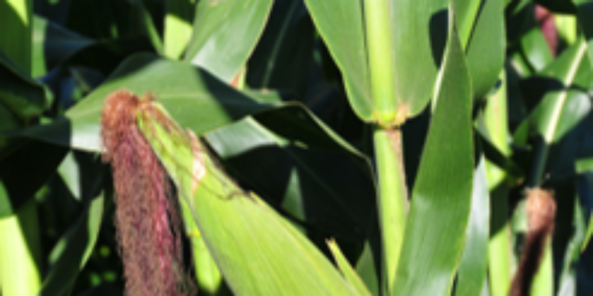 Milho AL Bandeirante