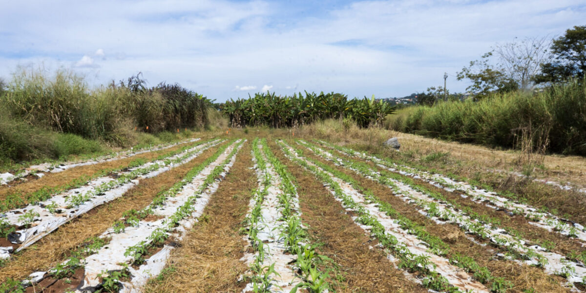 Microbacias Hidrográficas