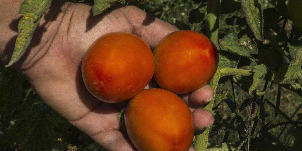 Selo de Identificação Geográfica (IG)