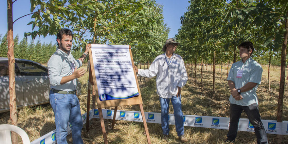 Integração Lavoura-Pecuária-Floresta