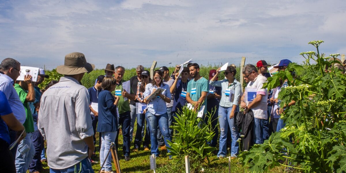Plantas medicinais substituem remédios no manejo de animais