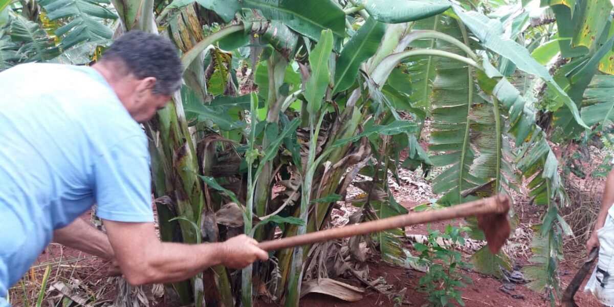 Emater participa de curso de Cultivo de Banana em Jesúpolis