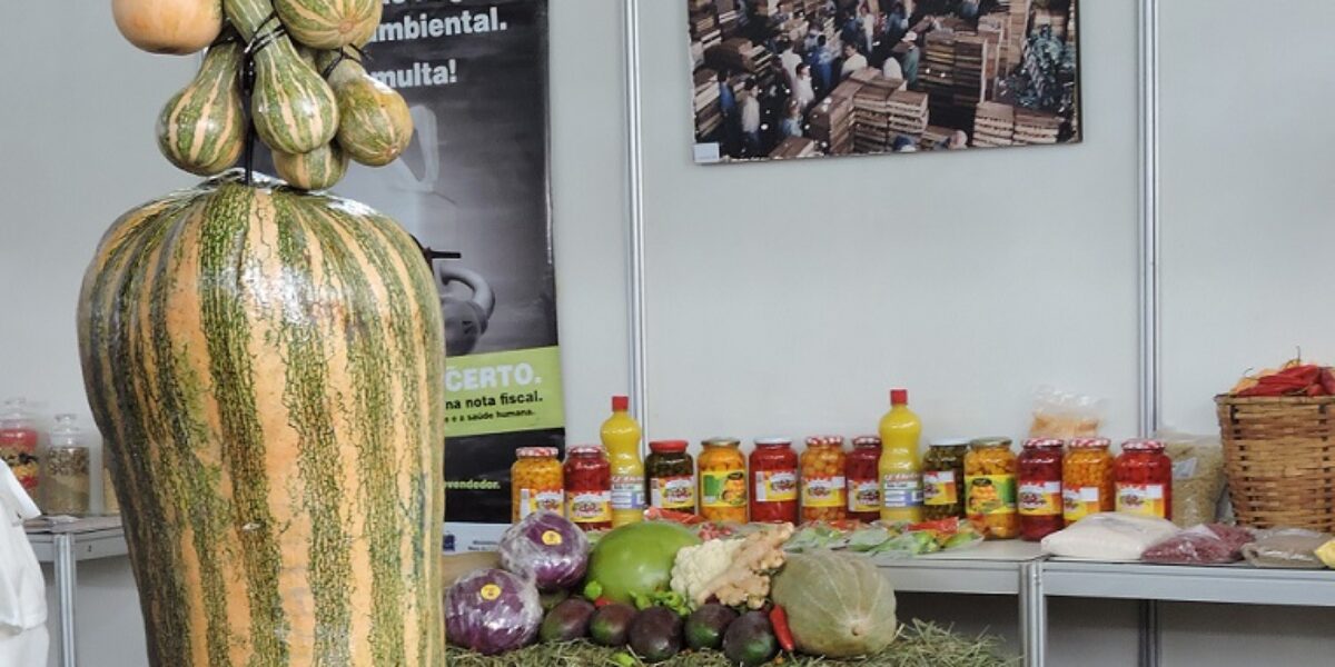 Produção de abóbora em Rio Verde se torna referência nacional