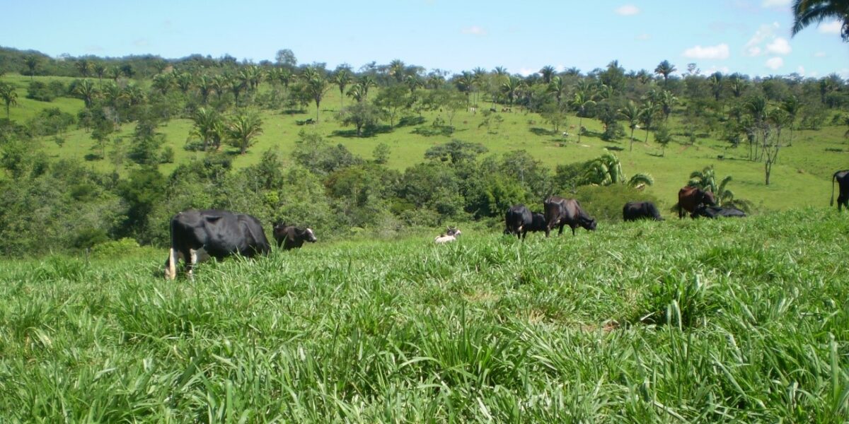 Dia de Campo: Emater leva instruções sobre pastejo rotacionado a Cristalina