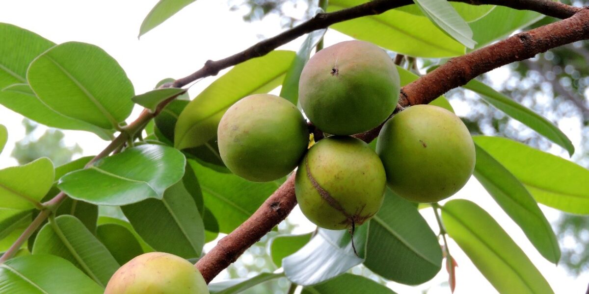 Fruto do Nordeste surge como fonte de renda para agricultura familiar em Goiás