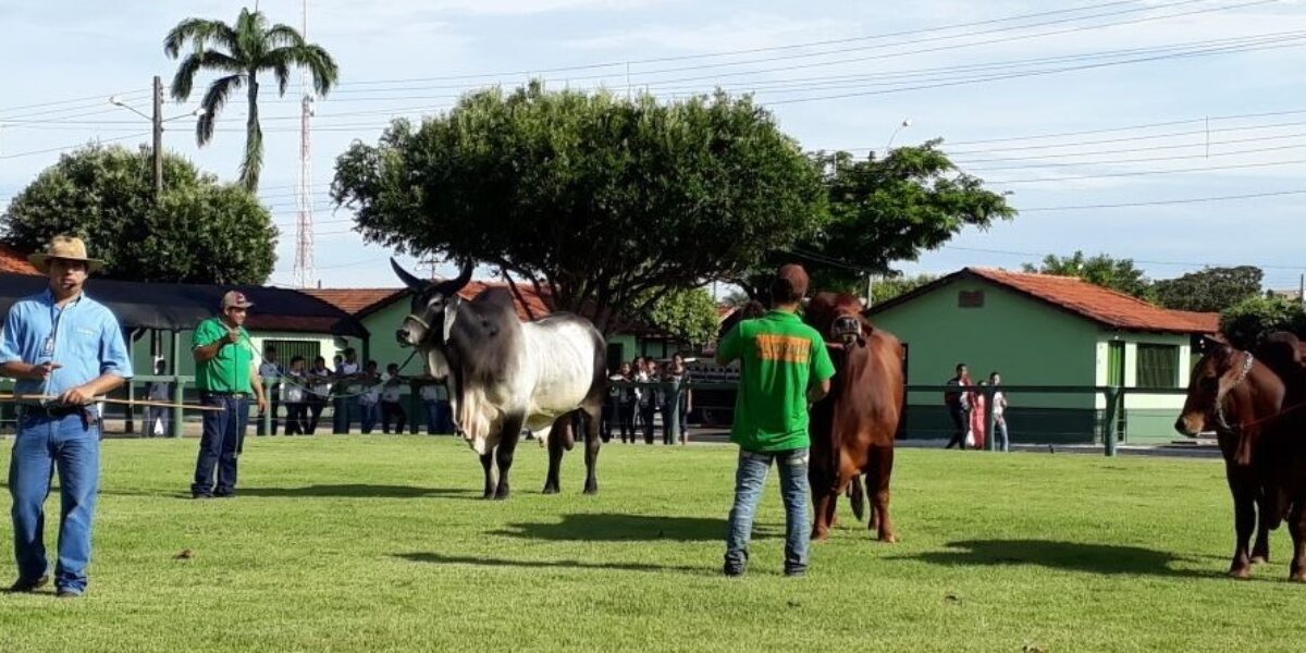 Emater leva tecnologia voltada para pecuária à Expopec, em Porangatu