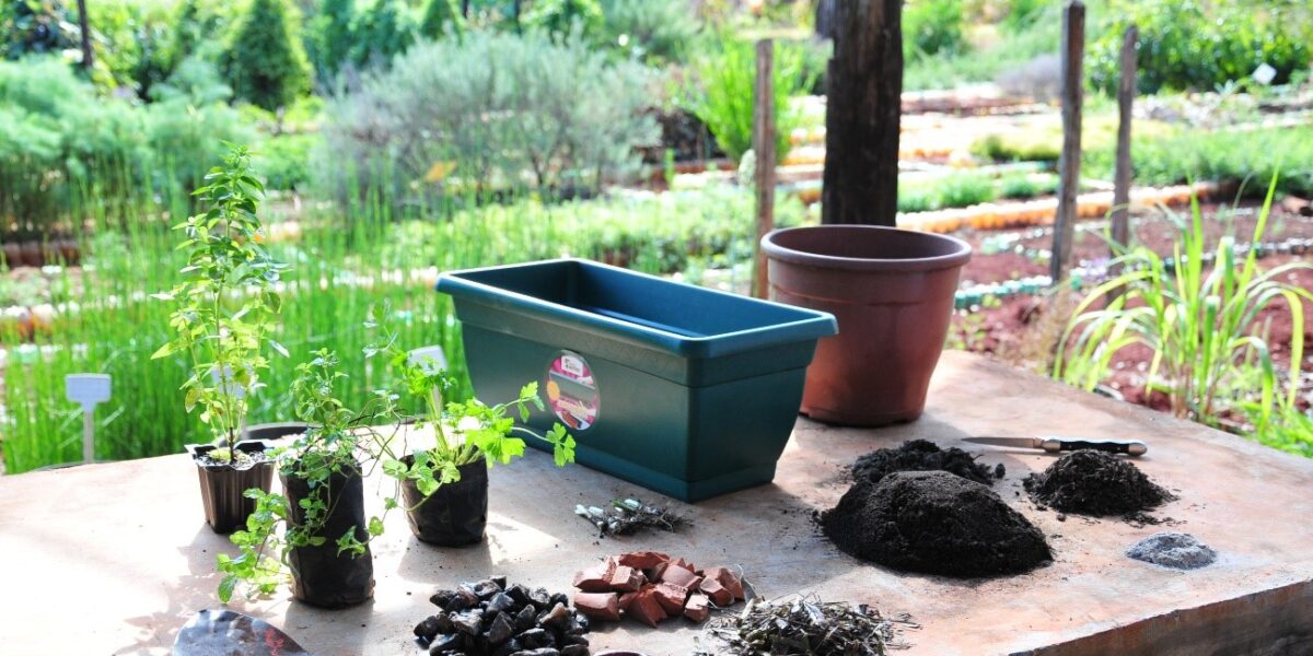 Emater disponibiliza mudas para venda na Estação Experimental Nativas do Cerrado