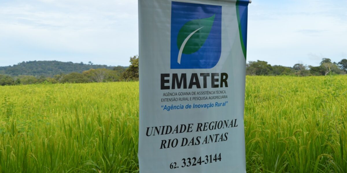 Arroz de Terras Altas movimenta Dia de Campo da Emater em São Francisco de Goiás