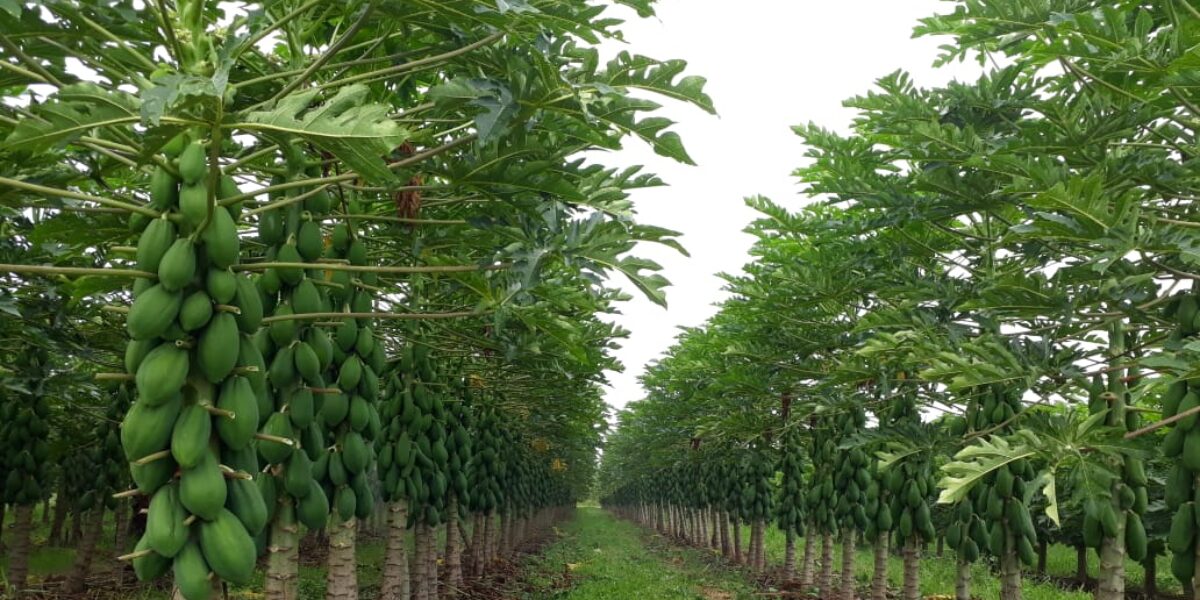 Dia de Campo em Formosa divulga cultura do mamão